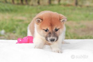 Cucciola di Shiba