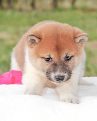 Cucciola di Shiba