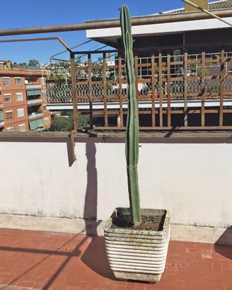 Cactus Cereo del Perù adulto (14 anni) con vaso