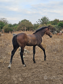 Puledro Salto Ostacoli 7 mesi