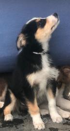 Australian Shepherd cucciolo Pastore Australiano