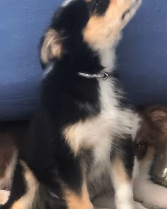Australian Shepherd cucciolo Pastore Australiano