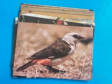 UCCELLI AFRICA 1975 COMPLETE SET Cards figurine