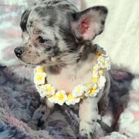 CHIHUAHUA TOY CUCCIOLI MERLE pag rateale