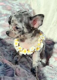 CHIHUAHUA TOY CUCCIOLI MERLE pag rateale