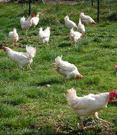 Gallina ovaiola Livornese