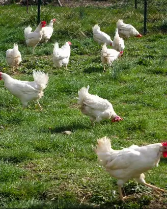 Gallina ovaiola Livornese