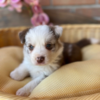 Due Stupende Cucciole di Border Collie