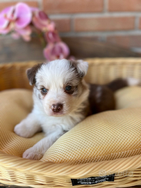 Due Stupende Cucciole di Border Collie