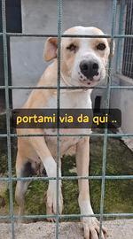 ROSE 5 ANNI taglia media
