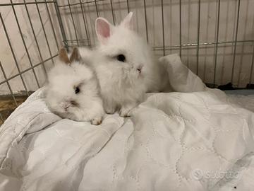 Conigli testa di leone