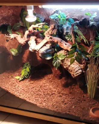 Terrario per serpenti 100x80x60cm