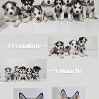 Vendita cuccioli di husky