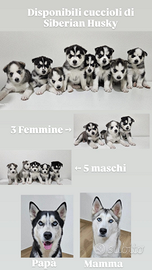 Vendita cuccioli di husky