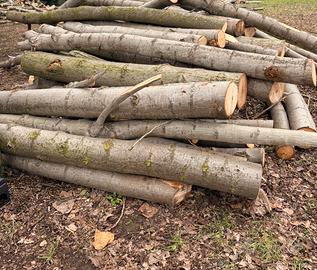 Legna di pioppo in tronchi - €5/Quintale