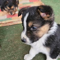 Cuccioli Pastore Tedesco/Australiano