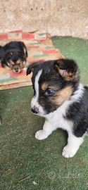 Cuccioli Pastore Tedesco/Australiano
