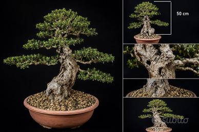 Bonsai Olivastro Maiorchino Olea europaea