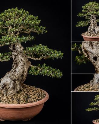 Bonsai Olivastro Maiorchino Olea europaea