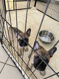 Cuccioli di bulldog francese