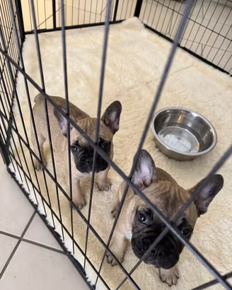 Cuccioli di bulldog francese