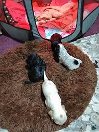 Cuccioli di Cocker spaniel