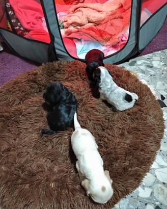 Cuccioli di Cocker spaniel