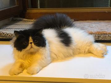 Maschio persiano bianco nero