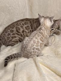 Cuccioli di gatto Bengala
