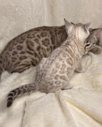 Cuccioli di gatto Bengala