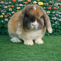 Coniglio nano Minilop