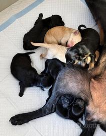 Cuccioli di Pinscher