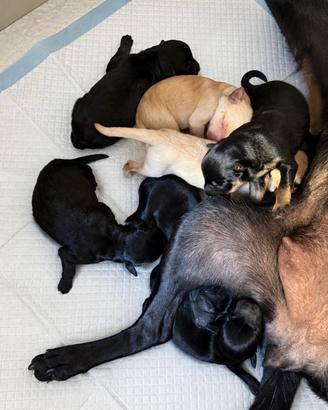 Cuccioli di Pinscher