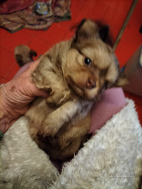 Chihuahua cuccioli taglia piccola