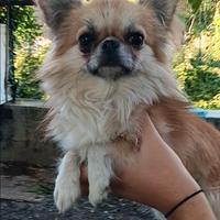 Chihuahua pelo lungo