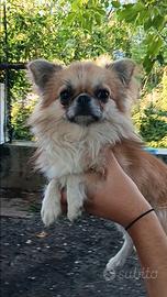 Chihuahua pelo lungo