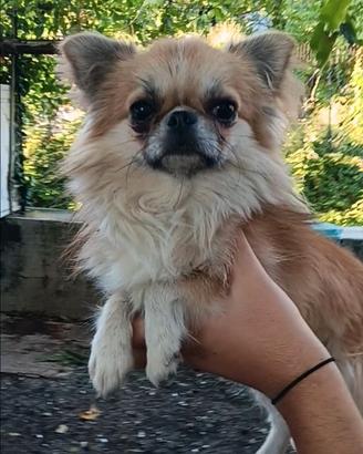 Chihuahua pelo lungo