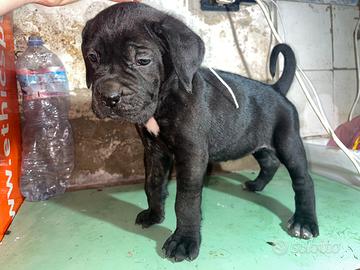 Cuccioli cane corso