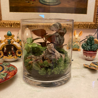 Terrari composti ,kit da spedire completi di tutto
