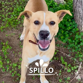 Spillo taglia medio piccola