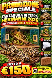 Tartaruga di terra hermannii+terrario+ altro