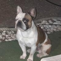 Bulldog Francese Per Monta