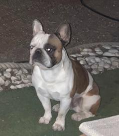 Bulldog Francese Per Monta