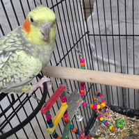 Calopsite svezzato a mano