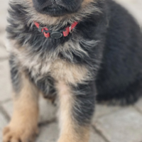 Cuccioli pastore tedesco