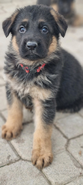 Cuccioli pastore tedesco