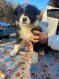 Border collie femmina nera