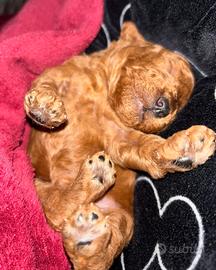 Cuccioli di BARBONCINO RED