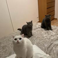 Lavoro domestico e badante di giorno (no notte)