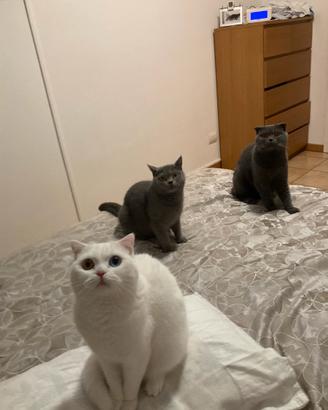 Lavoro domestico e badante di giorno (no notte)